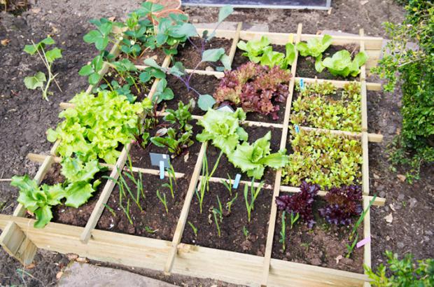 Designing Your Own Vegetable Garden