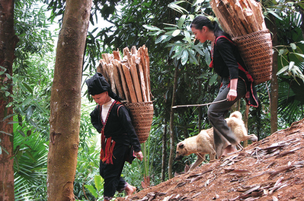 Fair trade cinnamon producers in Yen Bai Province, Vietnam