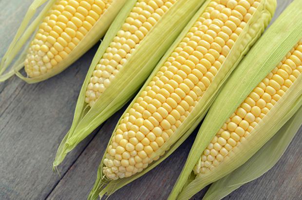 Partially husked fresh sweet corn