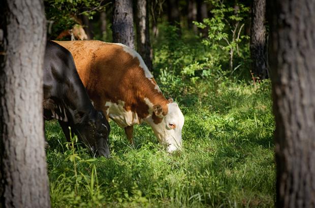 Cows grazing in silvopasture - photo courtesy of USDA NRCS, Texas