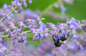Organics and Pollinators: Making Food Happen