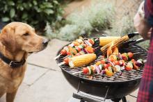 Dog watching vegetables being grilled outdoors